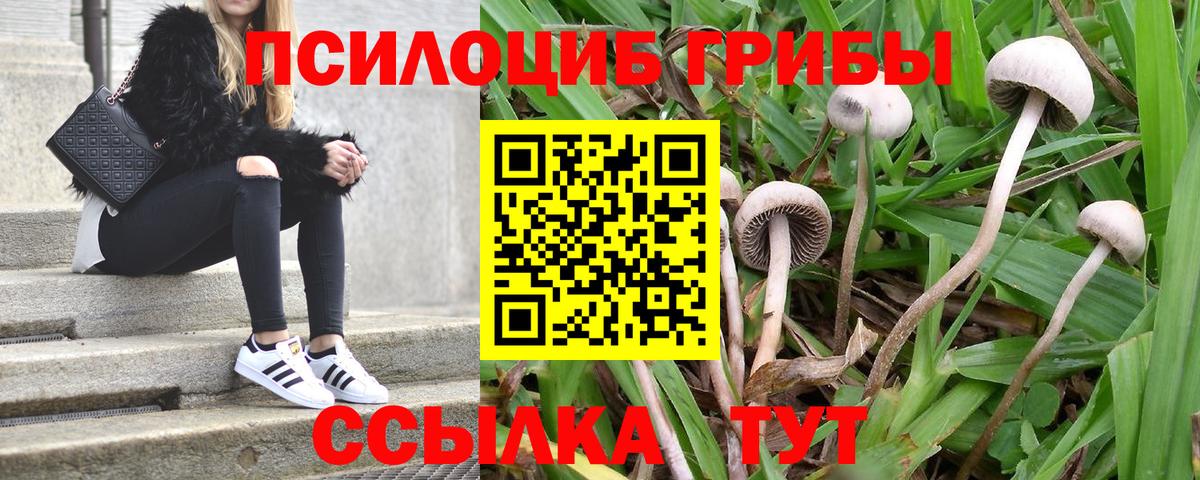 Галлюциногенные грибы Cubensis Амурск